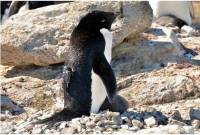 從南極阿德利企鵝的角度看牠們的世界