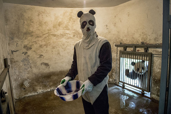 在熊貓園裡的奇妙工作內容：扮成熊貓