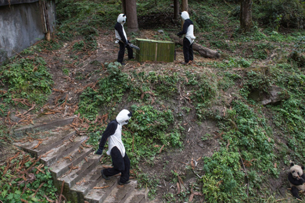 在熊貓園裡的奇妙工作內容：扮成熊貓