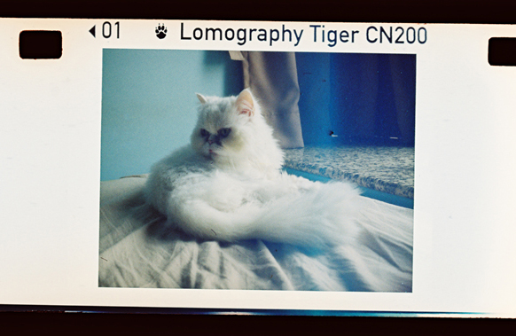 彩色負片現世！Lomography Color Tiger 110