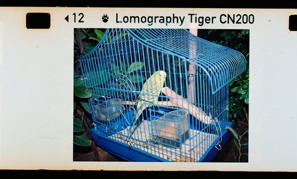 彩色負片現世！Lomography Color Tiger 110