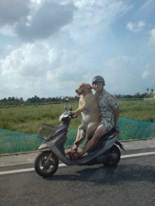 騎車帶狗出門.......