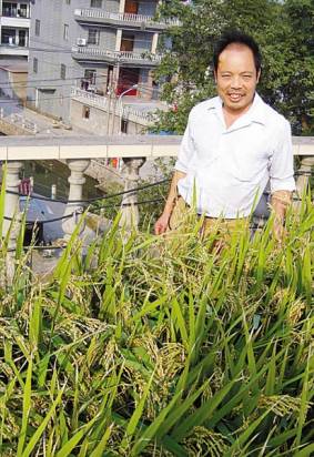 自給自足-樓頂植水稻