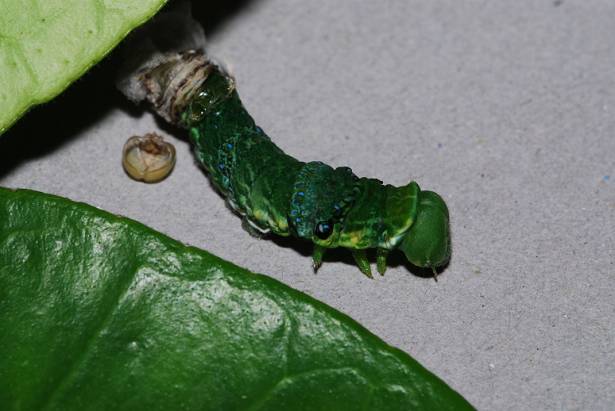 [生態]鳳蝶幼蟲之掛點?