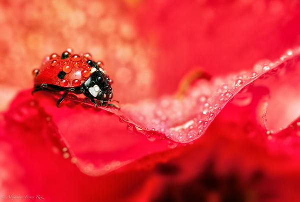 可愛的瓢蟲攝影世界