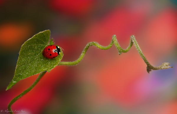 可愛的瓢蟲攝影世界