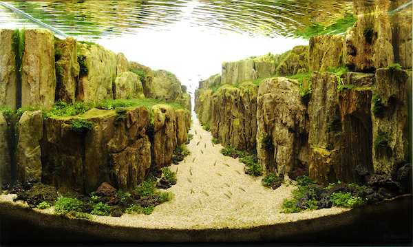 小小水族箱也能有無限大創意-「世界水草造景大賽」