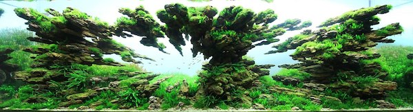 小小水族箱也能有無限大創意-「世界水草造景大賽」