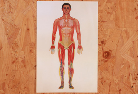 3D立體系列-透視人體全身圖(肌肉+骨骼+血管+皮膚)