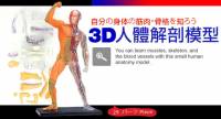半透明3D人體解剖全身模型