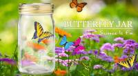 仿生蝴蝶罐Butterfly jar- 鮮黃