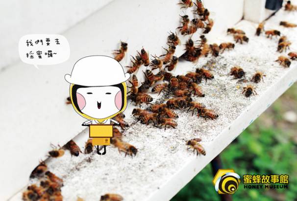 【蜜蜂故事館】台灣嚴選特賞荔枝花蜜700gx3瓶