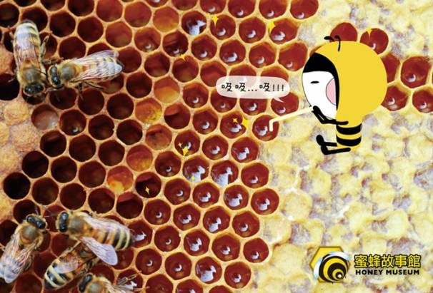 【蜜蜂故事館】 玉山森林花粉3罐組