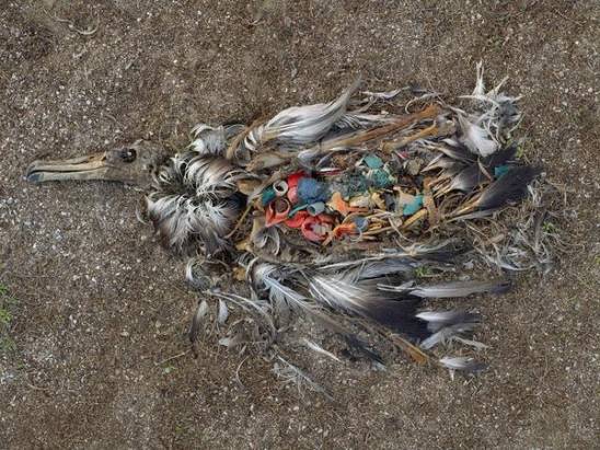 中途島上的信天翁，肚子內的是塑膠垃圾