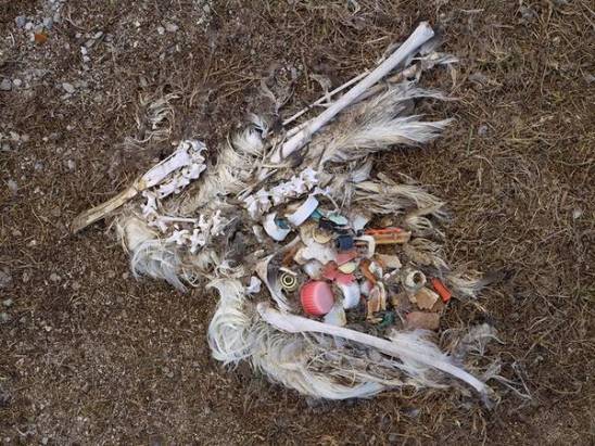 中途島上的信天翁，肚子內的是塑膠垃圾