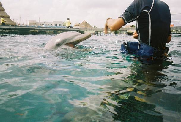 你知道海豚與同伴之間可能也用「名字」相稱嗎？