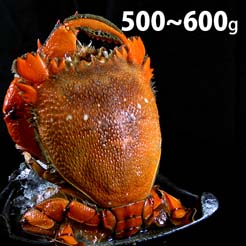 【尋鮮本舖】肥美肉厚の生凍旭蟹。500~600g/