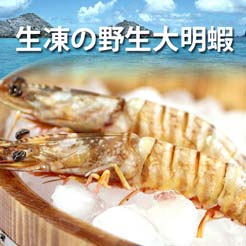【尋鮮本舖】輕鬆料理的高級美味。生凍の野生大明蝦(10隻入)。500g/包