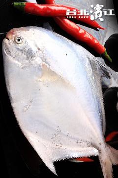 嚴選生凍白鯧魚(450g~500g)