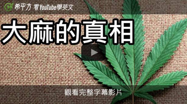 【希平方英文報】大麻的真相