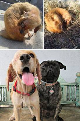 難以置信的16 張照片︰流浪小狗被拯救的前與後
