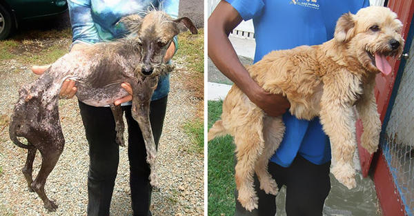 難以置信的16 張照片︰流浪小狗被拯救的前與後