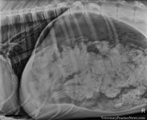 他們到底吃了什麼？寵物 X 光照片發現肚子裡應有盡有