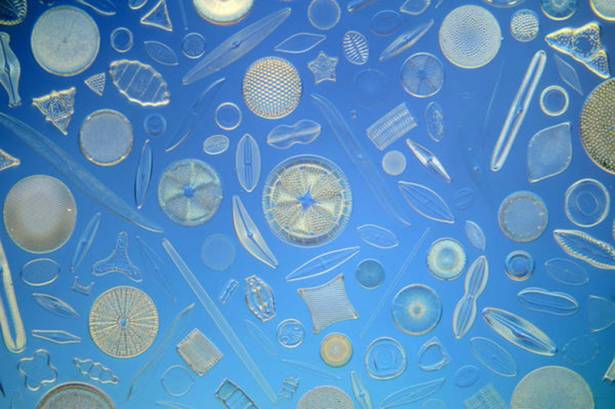 顯微鏡下的絕美畫面，以單細胞矽藻排列的視覺藝術！