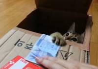 活的貓咪存錢筒