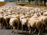 【MR JAMIE專欄】羊群效應 ─ 他人的讚會讓我們更想按讚