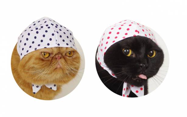 自動販賣機大國：日本，現正推出貓咪壞蛋頭巾