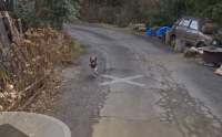 Google街景車拍出「內有惡犬」真狗實境