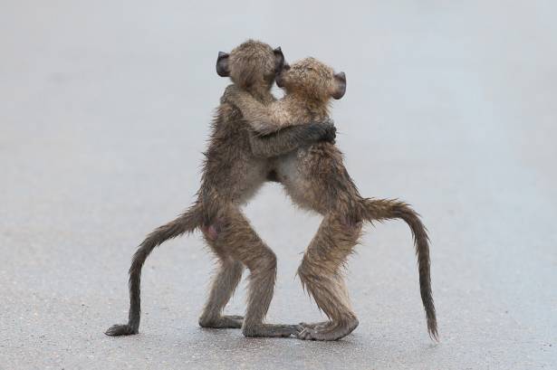 哈哈哈！第一屆喜劇版野生動物攝影獎