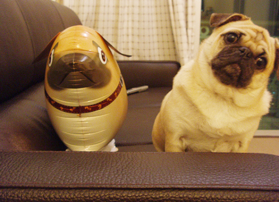 【生活創意】超可愛可以遛出門的 Dog Balloon 氣球狗